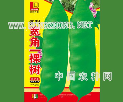 多利宽角一棵树